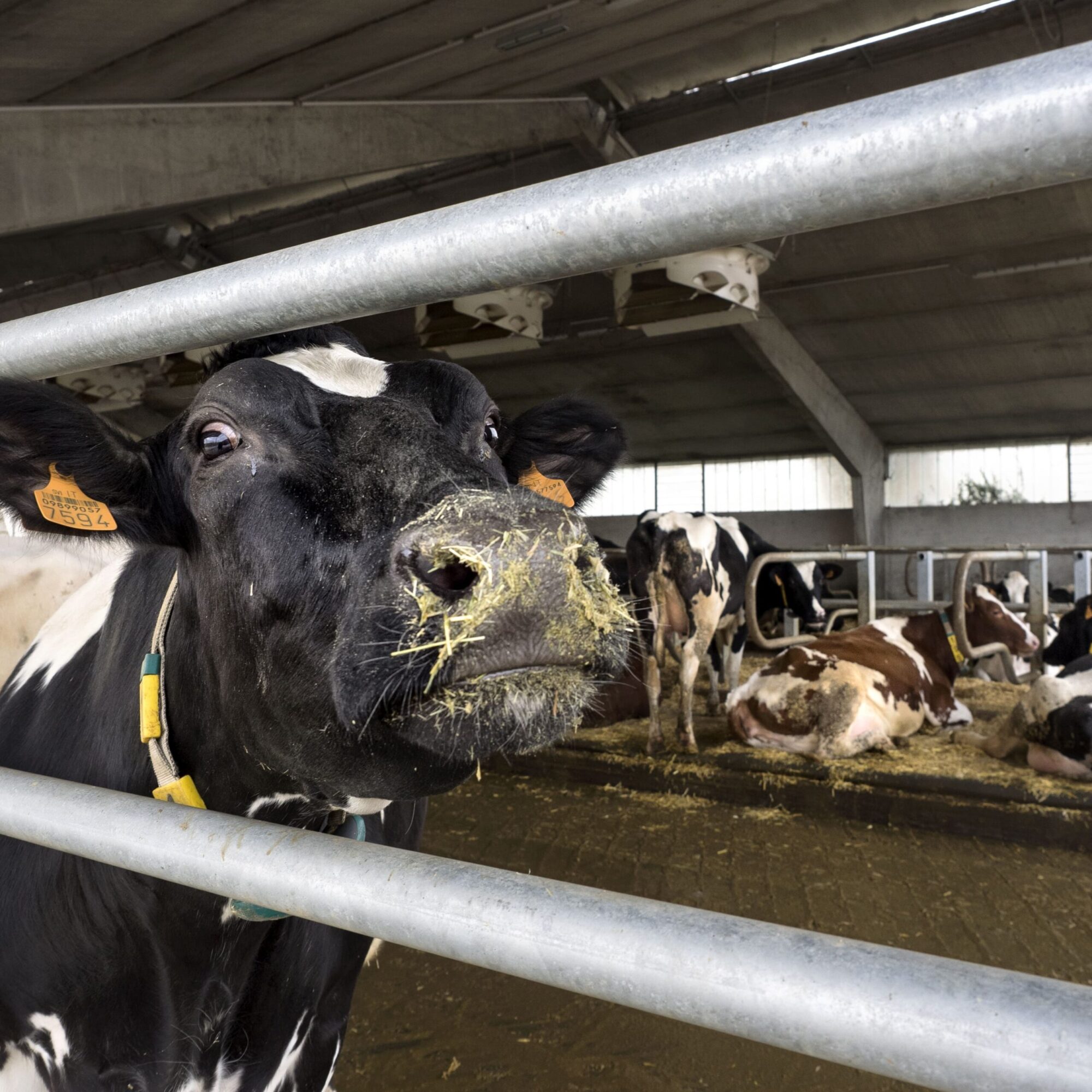 Azienda_Agricola_Betti_mucche in stalla